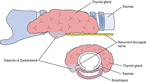 Surgical Anatomy Of The Thyroid Gland Basicmedical Key