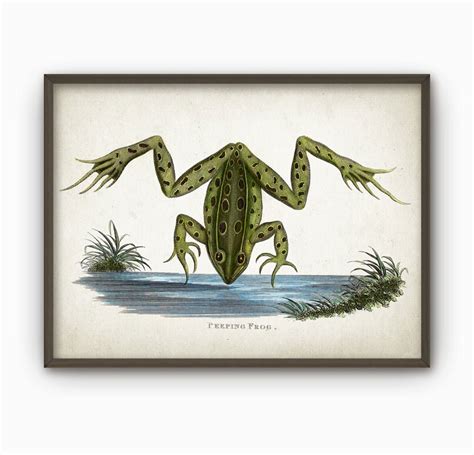 Frog Vintage Illustration Wall Art Poster Ab71 Etsy