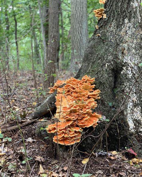 Found Some Chicken Of The Woods While In A Hike Rmycology