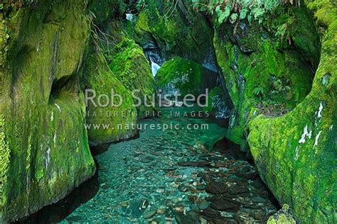 Mossy Green Side Creek In The Haast River Valley South Westland