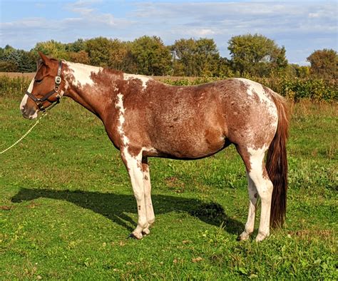 International Pintaloosa Horse Registry