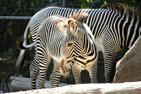 At The San Diego Zoo With Realtor Jim Frimmer Zebras