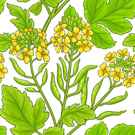 Mustard Flower Illustrations Royalty Free Vector Graphics And Clip Art