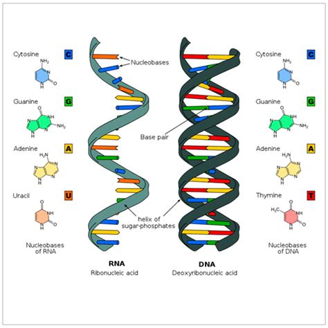 La Estructura Del Adn Los Genes Y El Código Genético Chilebio