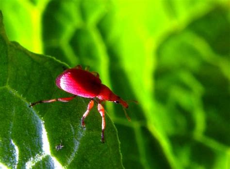 Le Monde Des Insectes