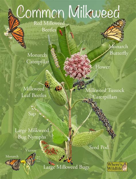 Common Milkweed Poster With Fun And Educational Pictures Insect