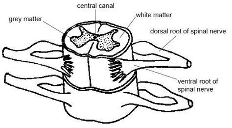 Nervous System Of Animals Central And Peripheral Nervous System Of Animal