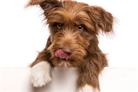 Why Do Dogs Lick Their Lips Dogster