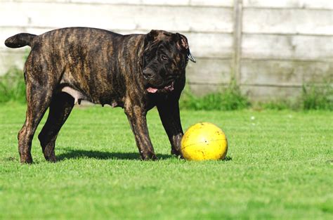 How Much Dog Boarding Costs | The Dog Kennel Collection