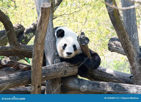 Panda Bear Laying On A Tree Looking At The Camera Stock Image Image