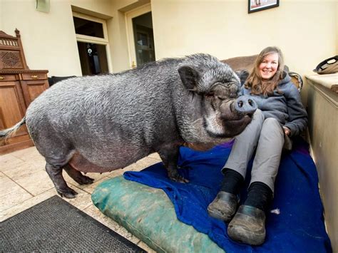 The Biggest Pig In The World Record