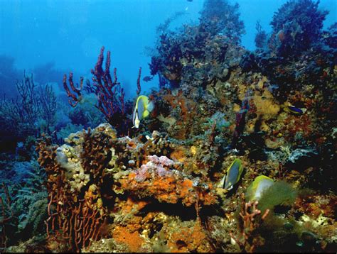 Coral Reefs Sea Life Photo 114580 Fanpop