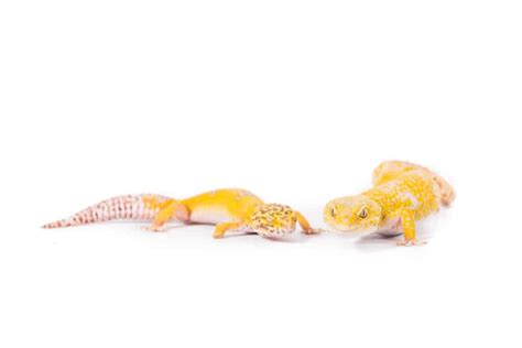 How To Sex A Leopard Gecko