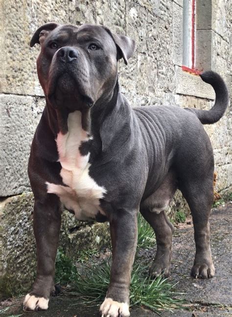 Originally developed to be a family companion dog, the american bully is characterized by their gentle disposition, cheerful nature, and an extraordinary willingness to please. XL American Bully for Stud duties | Hawick, Roxburghshire ...