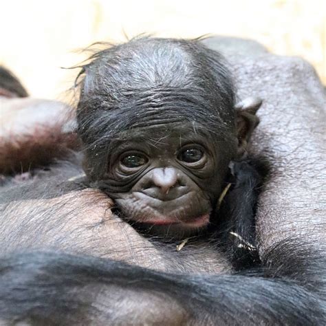 Pan paniscus), also historically called the pygmy chimpanzee and less often, the dwarf or gracile chimpanzee. Affenart hat Nachwuchs: Ein Bonobo namens Mats - Tiergarten