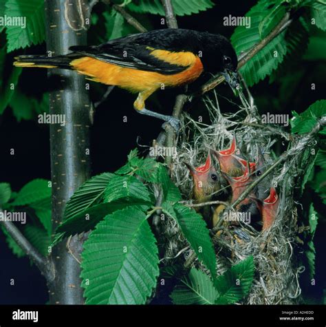 Baltimore Oriole Bird Nest Hi Res Stock Photography And Images Alamy