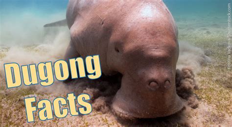 Dugong Facts Information Pictures And Video