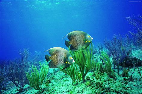 Fish Underwater Desktop Water