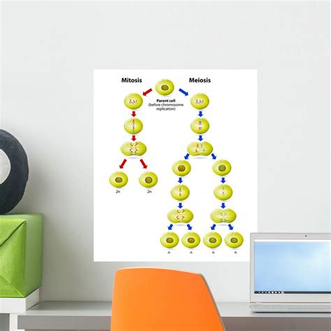 Meiosis Vs Mitosis Wall Decal