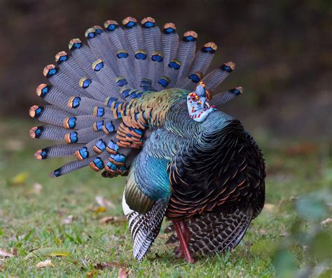 The Wild Blue Turkey That Blew My Mind Audubon