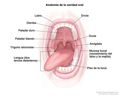 La Cavidad Oral Y Sus Componentes