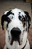 White Great Dane Dog Breed Information - PetTime