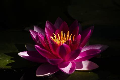 Red Water Lily Stock Image Image Of Plants Flowering 68246541