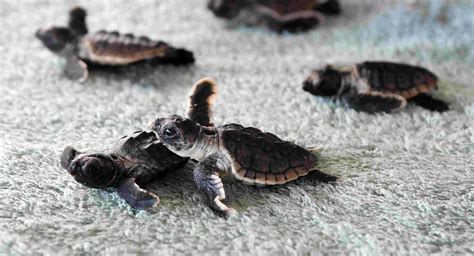 Sea Turtle Hatchlings Scurry Toward Ocean