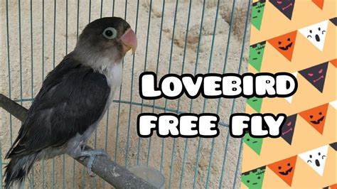 Progress Melatih Burung Lovebirds Free Fly YouTube