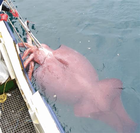 Giant Squid Life Of Sea