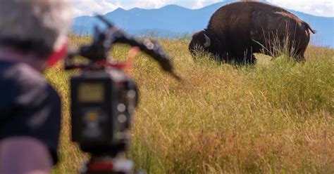 Wyoming Plays Key Role In New Ken Burns Documentary American Buffalo