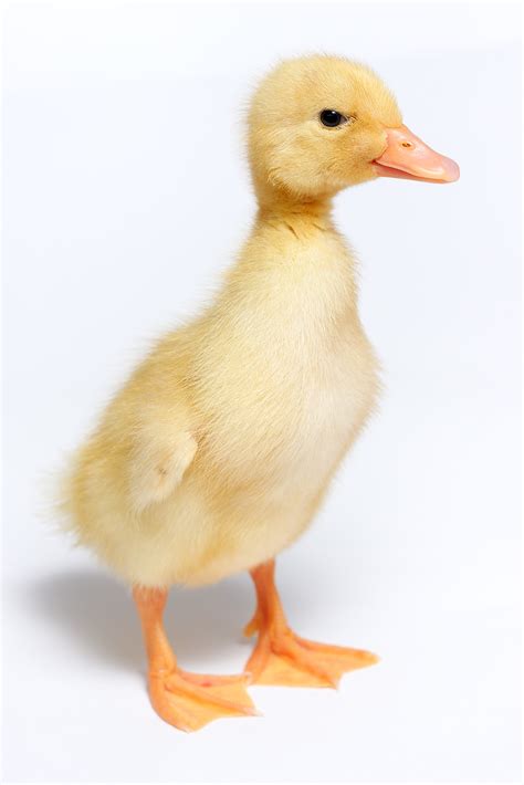 Fileduckling Domestic Duck Wikimedia Commons