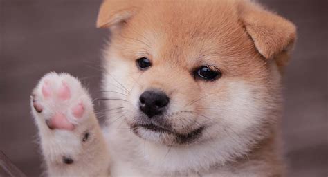 Are Shiba Inus Good With Small Dogs