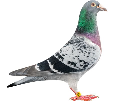 Pigeon Png Transparent Image Download Size 2413x2075px