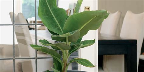 Banana Trees 10 Buying And Caring Tips For These Exotic Houseplants
