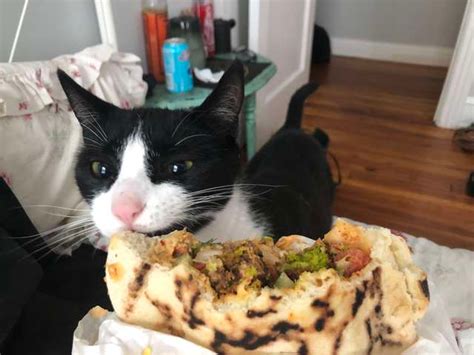 Carrots are beneficial for cats as they aid in digestion, eye care and cell growth. Can Cats Eat Tortillas? What you need to know - simplecatguide