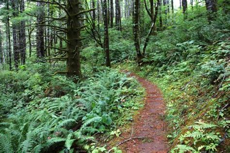 Hike Along The North Fork Wilson River For A Short Adventure On Your