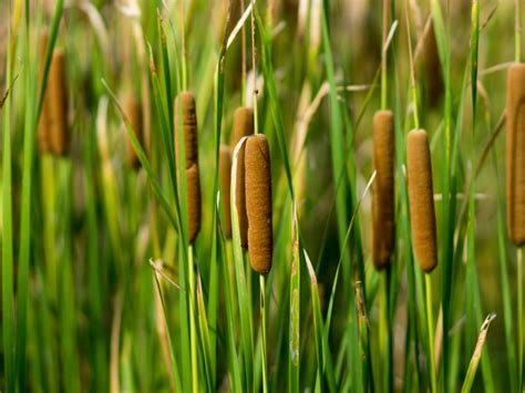 growing cattail plants and cattail control gardening know how