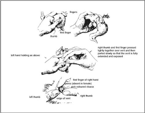 Duck Anatomy Diagram Anatomy Book