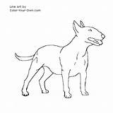 Terrier Bull Coloring Dog Line English Drawings Own Drawing Draw Terriers sketch template