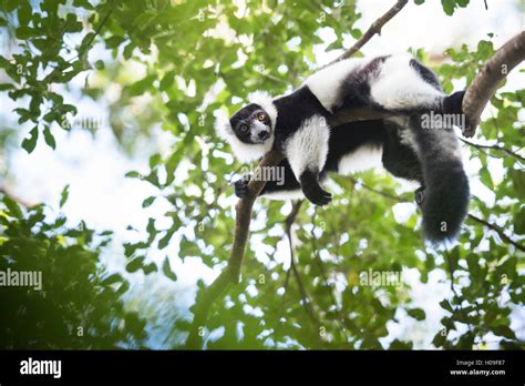 Black And White Ruffed Lemur Endemic To Madagascar Seen On Lemur