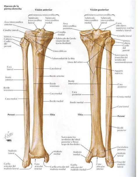 Miembro Inferior Anatomía Del Esqueleto Anatomia Del Hueso
