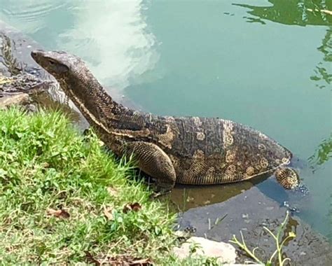 monitor lizards of bangkok the park prowlers travel tales of life