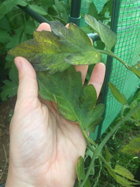 Taches Sur Feuilles Maladie Ou Carence Gros Problèmes Et Petits