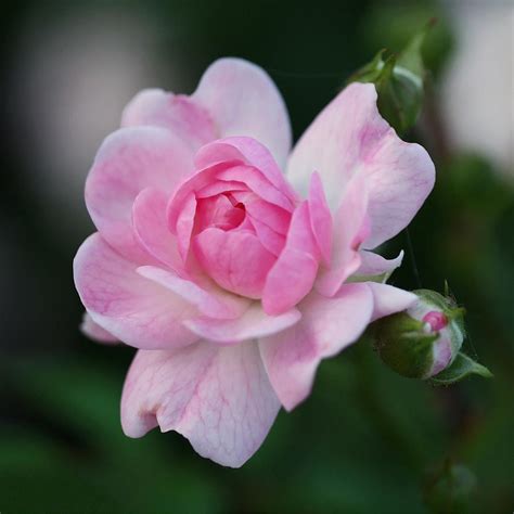 Soft Pink Miniature Rose Photograph By Rona Black Pixels
