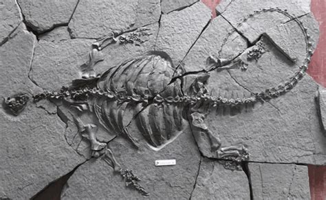 Descubren Fósil De Tortuga Que Vivió Hace 228 Millones De Años