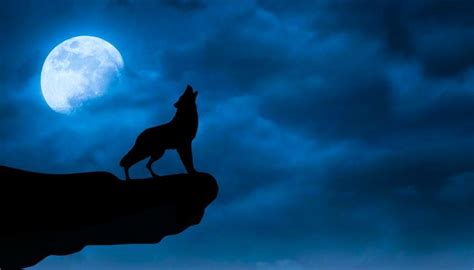 Why Do Wolves Howl At The Moon Dog Corner