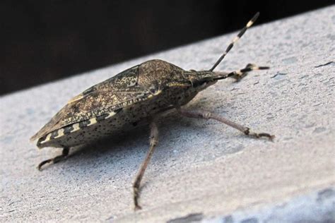 Stink Bugs In Ohio Look For A Way Inside Before Winter Hits Wowo 1190