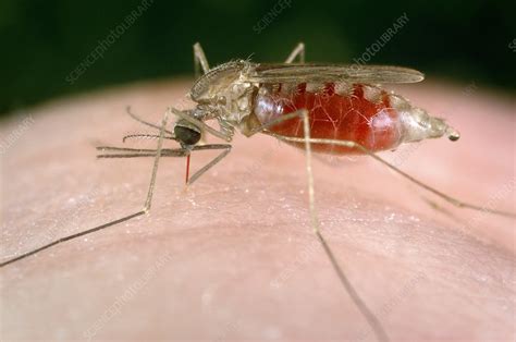 Feeding Mosquito Stock Image C0093035 Science Photo Library