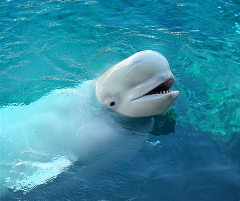 Facts About Beluga Whales For Kids Kids Matttroy